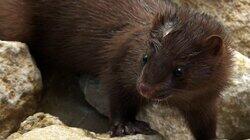 Vicious Little Mink