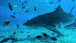 Eye of the Tiger Shark Eye of the Tiger Shark
