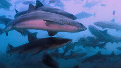 Land of the Rising Sharks Land of the Rising Sharks
