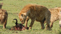 Hyenas Hyenas
