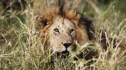 Lions Lions