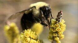 Why Bumble Bees Are the Fuzzy Heroes We Need Why Bumble Bees Are the Fuzzy Heroes We Need