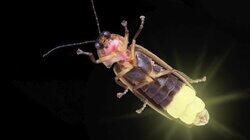 Fireflies' Love Language Is Their Butts Fireflies' Love Language Is Their Butts