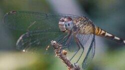 What Makes Dragonflies So Extraordinary What Makes Dragonflies So Extraordinary