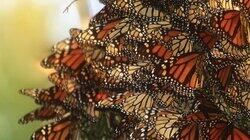 Butterfly Effect: Can Monarchs Avoid Extinction? Butterfly Effect: Can Monarchs Avoid Extinction?