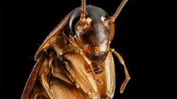 For Your Consideration: The Incredible… Roach! For Your Consideration: The Incredible… Roach!