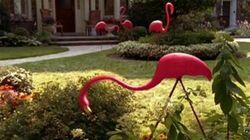 Pink Flamingos Pink Flamingos