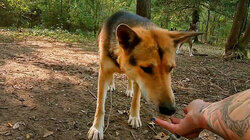 Befriending a Beast Befriending a Beast