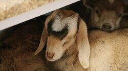 The Three Amigoats The Three Amigoats
