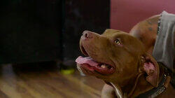 A Puppy's Journey Home A Puppy's Journey Home