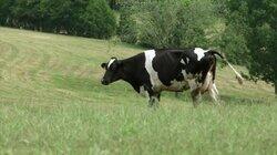 Udderly Challenging Udderly Challenging