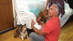 Pit Bulls on Parole Pit Bulls on Parole