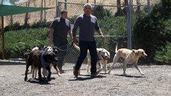 Attack Dogs Attack Dogs
