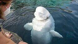 Darling Whales, Dry Deserts, and Do-It Yourself Science Darling Whales, Dry Deserts, and Do-It Yourself Science