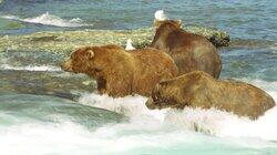 Bears Bears