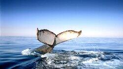 Wild Ocean Wild Ocean