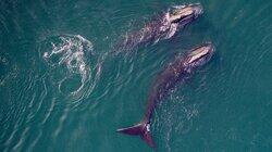 Saving the Right Whale Saving the Right Whale