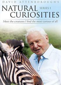 David Attenborough's Natural Curiosities - Season 1 David Attenborough's Natural Curiosities - Season 1