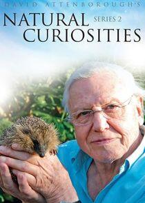 David Attenborough's Natural Curiosities - Season 2 David Attenborough's Natural Curiosities - Season 2