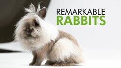 Remarkable Rabbits Remarkable Rabbits