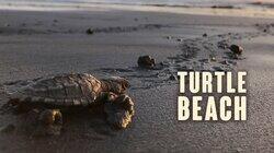 Turtle Beach Turtle Beach