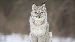 The Wild Canadian Year: Winter The Wild Canadian Year: Winter