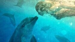 Conversations with Dolphins Conversations with Dolphins