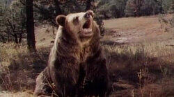 Adam's Cub Adam's Cub