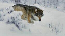 The Wolfpack vs. the Wolf The Wolfpack vs. the Wolf