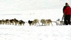 The Berington Twins Leave Wisconsin to Pursue Their Dog Mushing Dreams The Berington Twins Leave Wisconsin to Pursue Their Dog Mushing Dreams