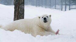 Polar Bear Doc on Call Polar Bear Doc on Call