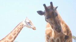 Giraffe-ic Park Giraffe-ic Park