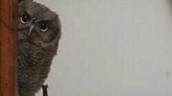 You're Owl I Need You're Owl I Need