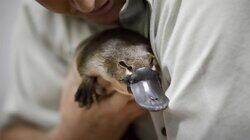 Project Platypus Project Platypus