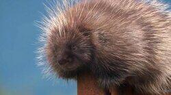 Thrills And Quills Thrills And Quills