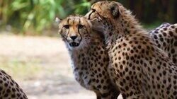 Once a Cheetah, Always a Cheetah Once a Cheetah, Always a Cheetah