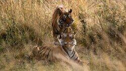The Tiger The Tiger