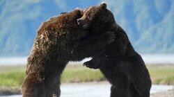 The Brown Bear The Brown Bear
