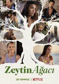 Zeytin Ağacı Zeytin Ağacı