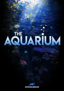 The Aquarium The Aquarium