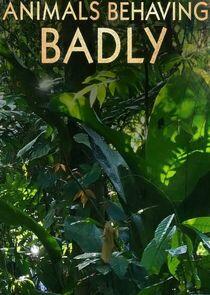 Animals Behaving Badly - Season 1 Animals Behaving Badly - Season 1