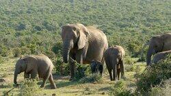 Elephant Story Elephant Story