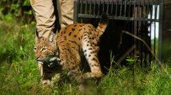 The Missing Lynx The Missing Lynx