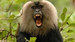Rajan: A Monkey on a Mission Rajan: A Monkey on a Mission