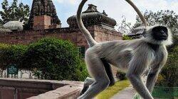 Temple Monkeys on the Run Temple Monkeys on the Run
