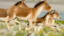 Wild Horses of the Himalayas Wild Horses of the Himalayas