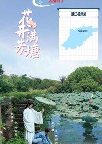 The Pond is Adorned with Blossoming Lotus The Pond is Adorned with Blossoming Lotus