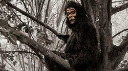 Monkey Monkey
