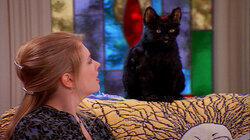 Cat Showdown Cat Showdown