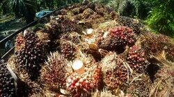 Palm Oil